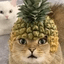 PICA