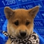 $SCARF