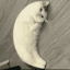 MOONCAT