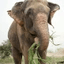 RAJU