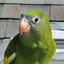 BEBE