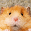 CHIP