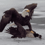 FREEBIRD
