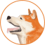 HACHI