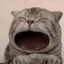 MAOW