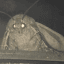 MOTH