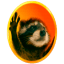 PEDRO