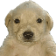 JOTCHUA