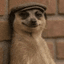 MEERKAT