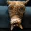 USDCAT